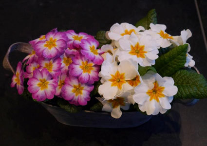 Show Your Love with Flowers!
Pay CHF 39 for a CHF 80 Credit at Fleurs du Molard in Plainpalais.  Valid for flowers, bouquets, plants, vases & more Photo
