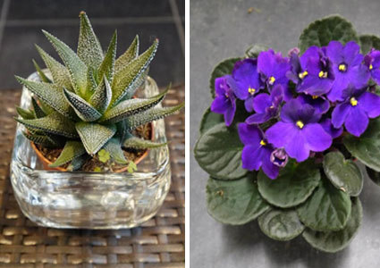 Show Your Love with Flowers!
Pay CHF 39 for a CHF 80 Credit at Fleurs du Molard in Plainpalais.  Valid for flowers, bouquets, plants, vases & more Photo