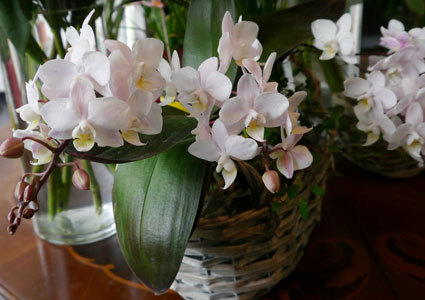 Show Your Love with Flowers!
Pay CHF 39 for a CHF 80 Credit at Fleurs du Molard in Plainpalais.  Valid for flowers, bouquets, plants, vases & more Photo