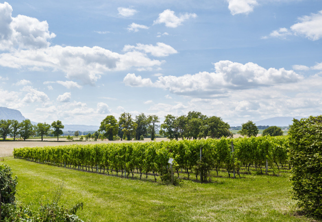Gold Medal - Geneva S&eacute;lection des Vins
6 Bottles from Domaine de La Gara, Jussy - Established 1753
Hand-harvested, award-winning, organic wines from one of Geneva's oldest estates



​​
 Photo