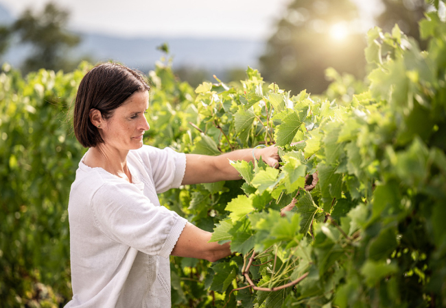 Gold Medal - Geneva S&eacute;lection des Vins
6 Bottles from Domaine de La Gara, Jussy - Established 1753
Hand-harvested, award-winning, organic wines from one of Geneva's oldest estates



​​
 Photo